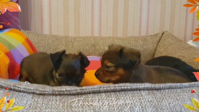 Русский той Длинношёрстный, др 22.08.22 смотреть онлайн