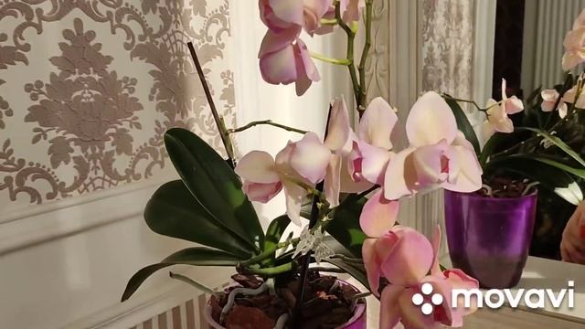 Редчайшие бабочки снятые с производства!
