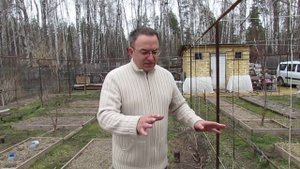 Когда открывать виноград весной?