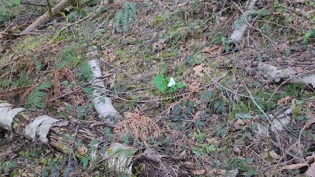 Sasquatch Провинциальный парк пикник барбекю в Канаде в Британской Колумбии