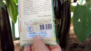 Отличный урожай баклажанов! Ленинградская обл.