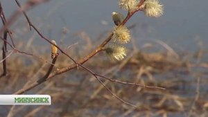 Массовая гибель рыбы в Кутужеково