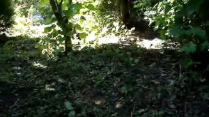 Луносемянник  даурский, его недостатки