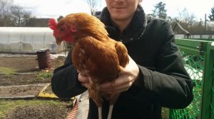 Куриная стабилизация