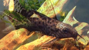 Synodontis breeding results HD/ Рзамножение синодонтисов в аквариуме HD