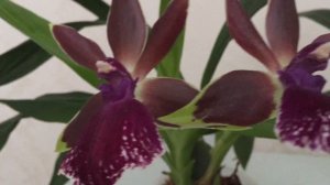 Зигопеталум : уход, радость от цветения и аромата))