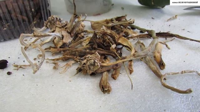 К чему приводят частые поливы ОРХИДЕЙ в поддон горшка. смотреть онлайн