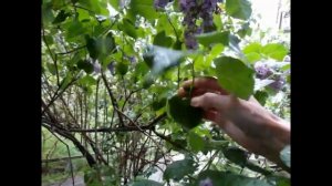 Черенкование СИРЕНИ: секреты+результат