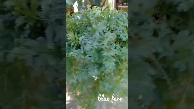 Selaginella Uncinata // Blue Spikemoss смотреть онлайн