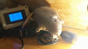 Экспресс-тест лампы Gauss 105801107-S LED Filament Шар E14 7W 550lm 2700K step dimmable 1/10/50