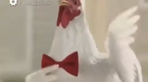 Прикол про петуха и куриц