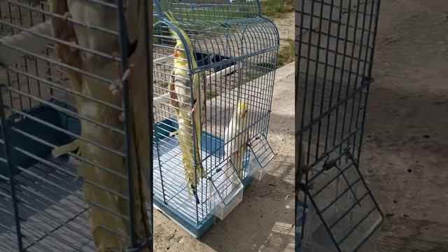 Покупка попугаев.?Краснощекие корелы.? смотреть онлайн