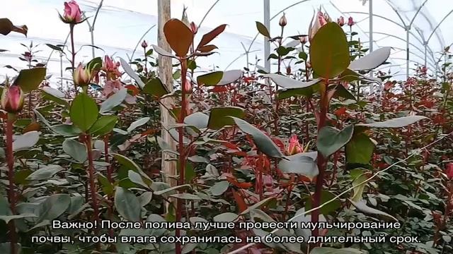 Роза Муди Блюз — основные правила содержания растения смотреть онлайн