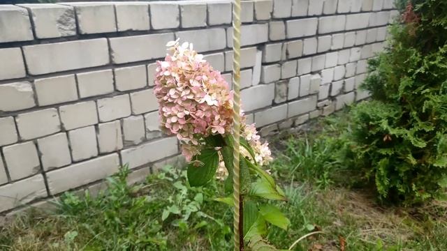 Более 50 сортов.От 