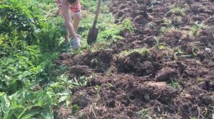 Расчищаем заброшенный участок. Кирпичи в земле? Часть 2 #заброшеннаядача