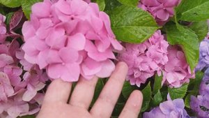 Гортензия бесконечное лето