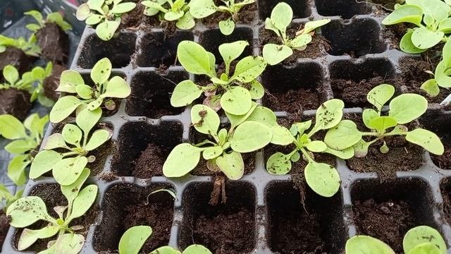 Петуния из своих семян. В эксперименте учавствуют серия Крезитуния и Светуния.