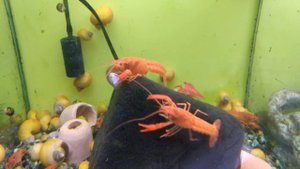 Аквариумные раки в зоомагазине. 
#раки #рак #животные #аквариум