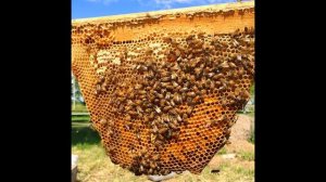 кенийский улей африканский улей улей лежак без рамок