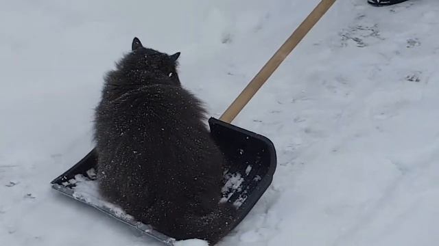 Саночки для кота