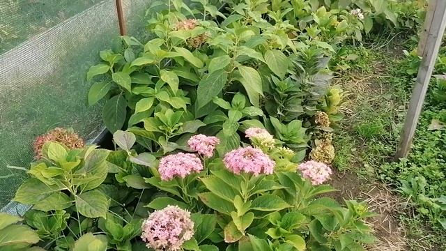 Избавляемся от мучнистой росы на гортензиях раз и навсегда.