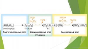 11 класс. Биология. Клеточное дыхание. Брожение
