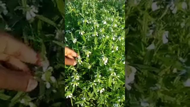 5 December 2018(2) смотреть онлайн