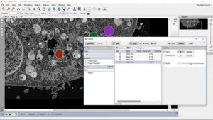 arivis Vision4D Tutorial: 3D Magic Wand