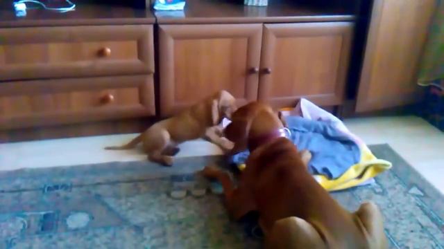 Венгерська Вижла гра батька з сином