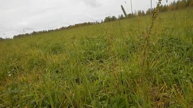 За грибами с металлодетектором 2017 смотреть онлайн