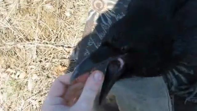 вОрон и мячик 2 смотреть онлайн