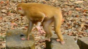 Om-g!!.. Newborn baby Fall Down From Rock l Mom not Care baby monkey