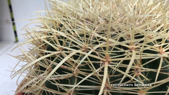 How To Grow & Care For Echinocactus Grusonii смотреть онлайн