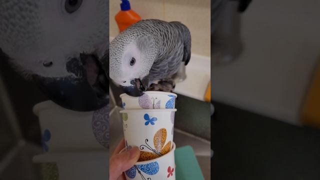 ДРАКА за ГУБКУ! Или КАК ИСКУПАТЬ Попугая жако ДЖОКЕРА?