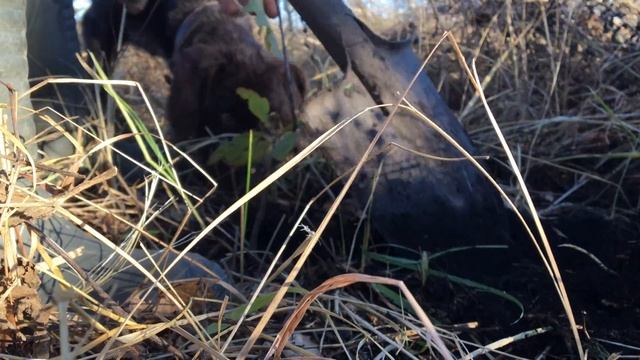 Посадка саженцев Дуба смотреть онлайн