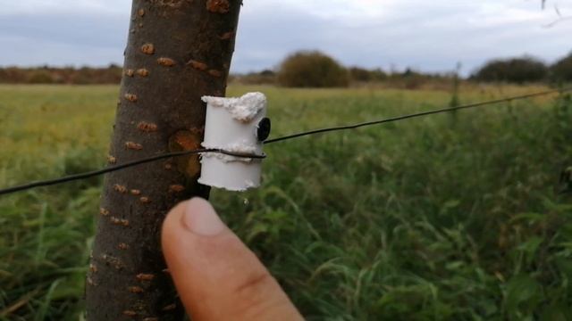 Дешёвый способ проложить электропастух.