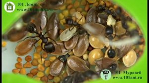 Муравьиная ферма. Что это такое?