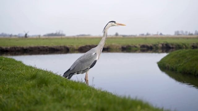 На могиле старушки росла красивая сочная земляника. Подростки ягоды собрали – и покойница пришла .. смотреть онлайн