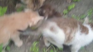 Мы Нашли Одного Маленького Котёнка и...