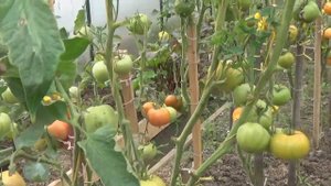 Моя Любимая  Дача 6 августа 2019г.//обзор