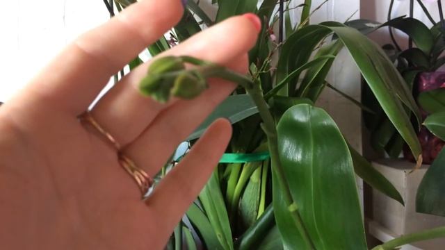 Выращивание и уход за орхидеей в закрытой системе Полив орхидеи фаленопсис в закрытой системе смотреть онлайн