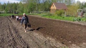 Посадка картошки под плуг.