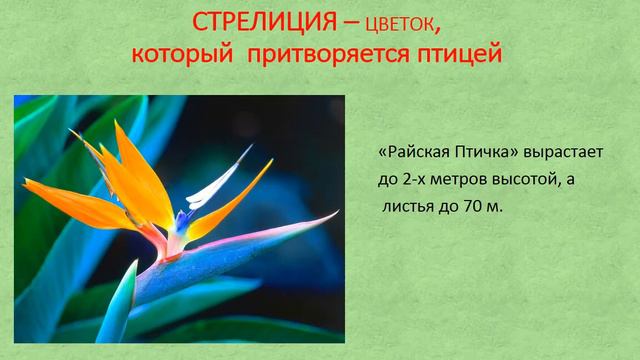 Самые удивительные растения мира смотреть онлайн