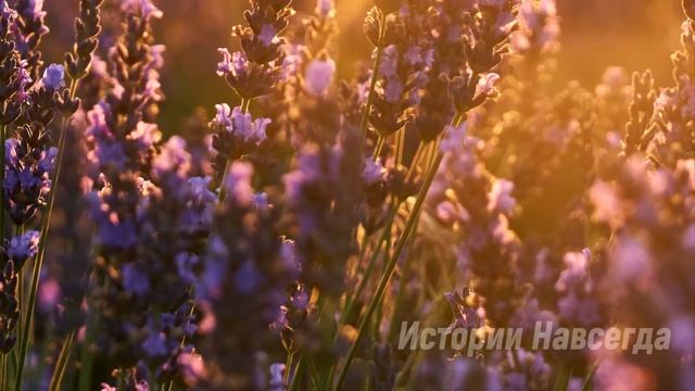 Бомж спас маленького мальчика, а едва взглянув на его отца потерял дар речи… смотреть онлайн