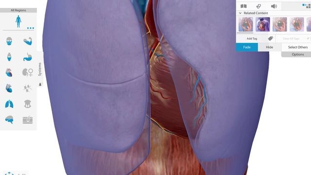 Перикард смотреть онлайн