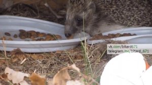 ЕДЯТ ЛИ ЕЖИ КОШАЧИЙ КОРМ?