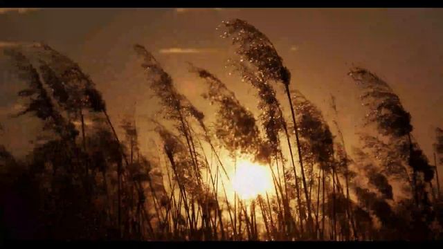 Сумеречный шепот: расслабляющий вечерний ветер и сверчки поющие серенаду.