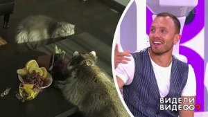 Один дома: кошка Тимура Соловьева. Видели видео? Фрагмент выпуска от 29.09.2019