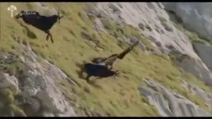 Орел против козла