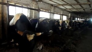 Секреты осеменения коров. Наша корова "Зорька"